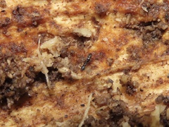 Ponera pennsylvanica