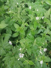 Stellaria nemorum