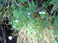Anemonoides stolonifera