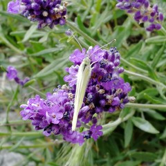 Pieris rapae