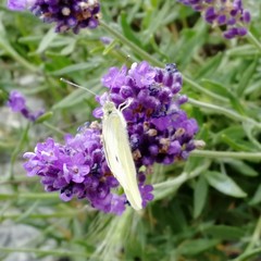 Pieris rapae