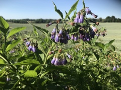 Symphytum officinale