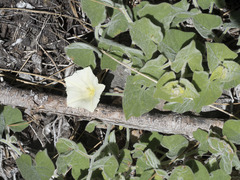 Calystegia malacophylla malacophylla