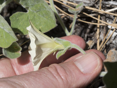 Calystegia malacophylla malacophylla