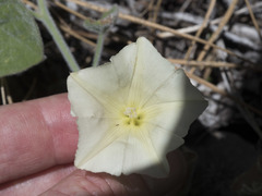 Calystegia malacophylla malacophylla