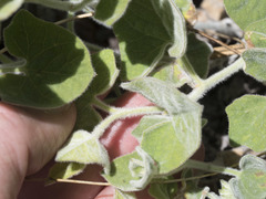 Calystegia malacophylla malacophylla