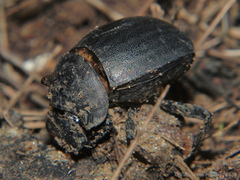 Chalconotus convexus