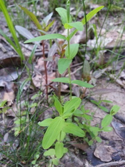 Hypericum gymnanthum
