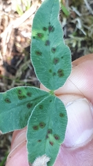 Pseudopeziza trifolii