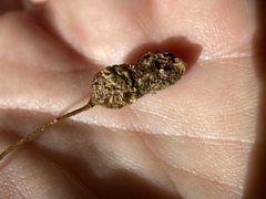 Callirhytis congregata