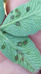 Pseudopeziza trifolii