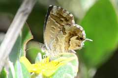 Cacyreus marshalli