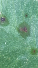 Pseudopeziza trifolii