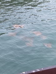 Rhinoptera steindachneri