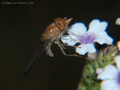 Rhingia lutea