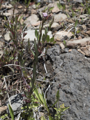 Epilobium glaberrimum
