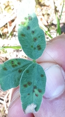 Pseudopeziza trifolii