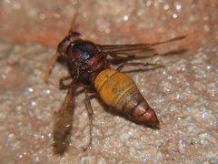 Antodynerus radialis