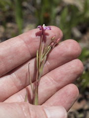 Epilobium glaberrimum