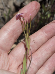 Epilobium glaberrimum