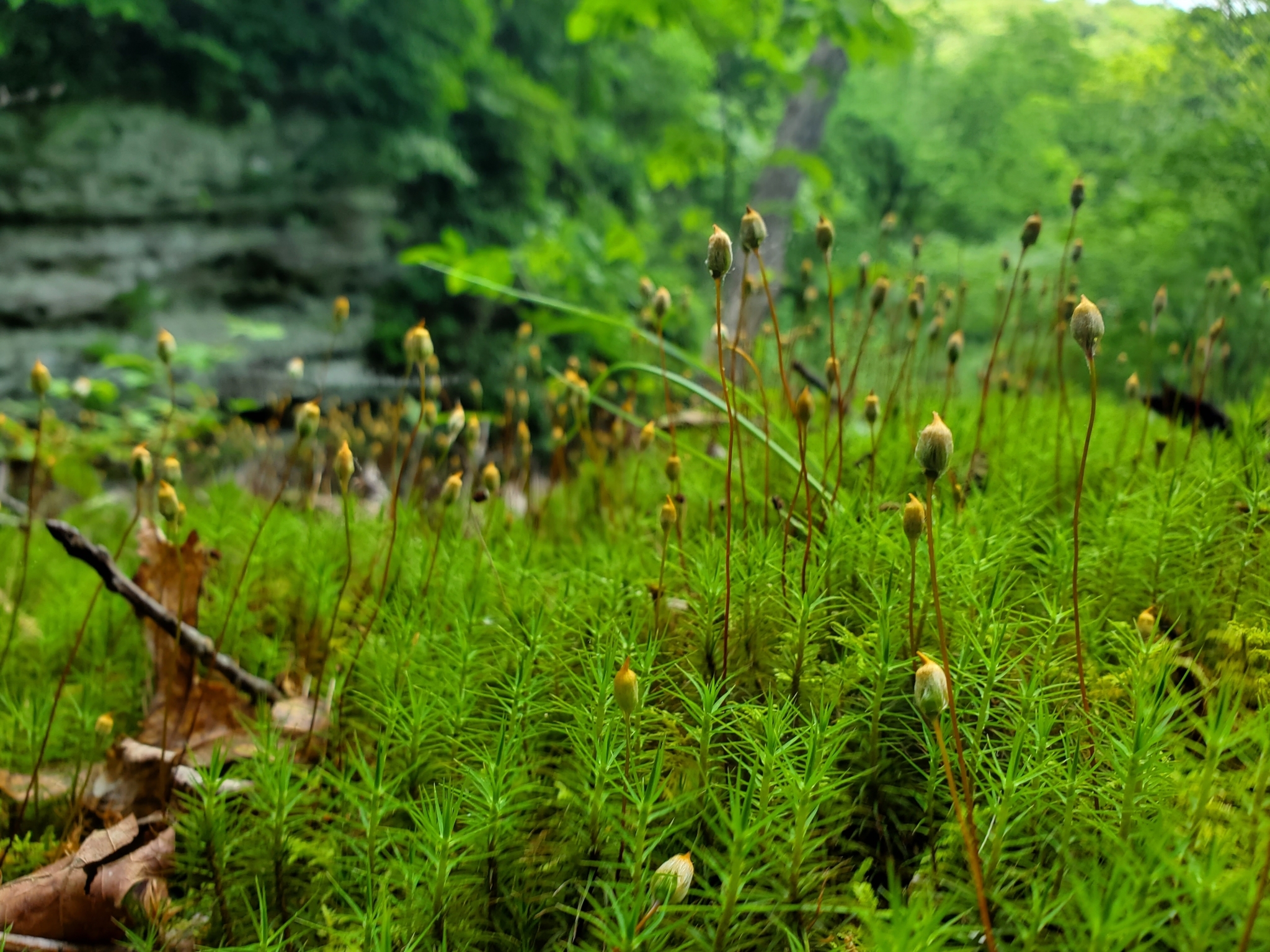 Polytrichum