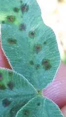 Pseudopeziza trifolii