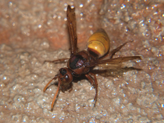 Antodynerus radialis
