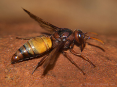 Antodynerus radialis