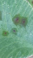 Pseudopeziza trifolii