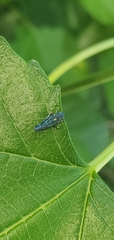 Graphocephala hieroglyphica
