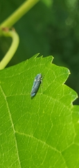 Graphocephala hieroglyphica