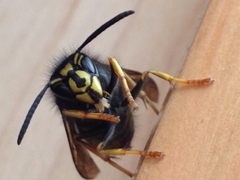 Vespula acadica