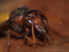Antodynerus radialis