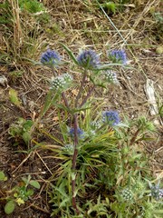 Eryngium dilatatum