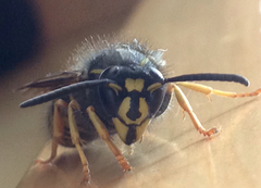 Vespula acadica