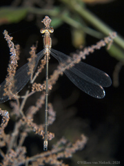 Lestes virgatus