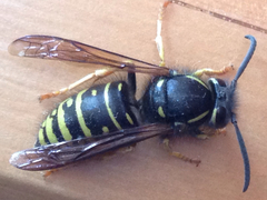 Vespula acadica