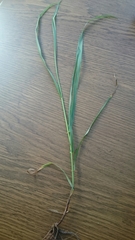 Lolium giganteum