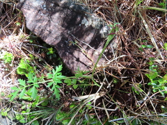 Pimpinella niitakayamensis