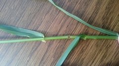 Lolium giganteum