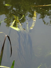 Sagittaria sagittifolia