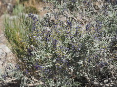 Psorothamnus fremontii