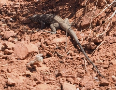 Aspidoscelis tigris tigris