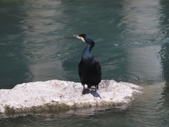 Phalacrocorax carbo