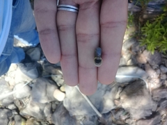 Planorbarius metidjensis