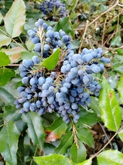 Berberis aquifolium