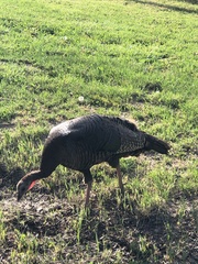 Meleagris gallopavo merriami