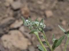 Cryptantha affinis