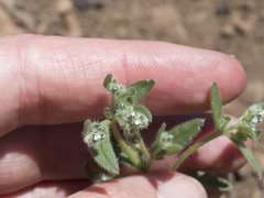 Cryptantha affinis
