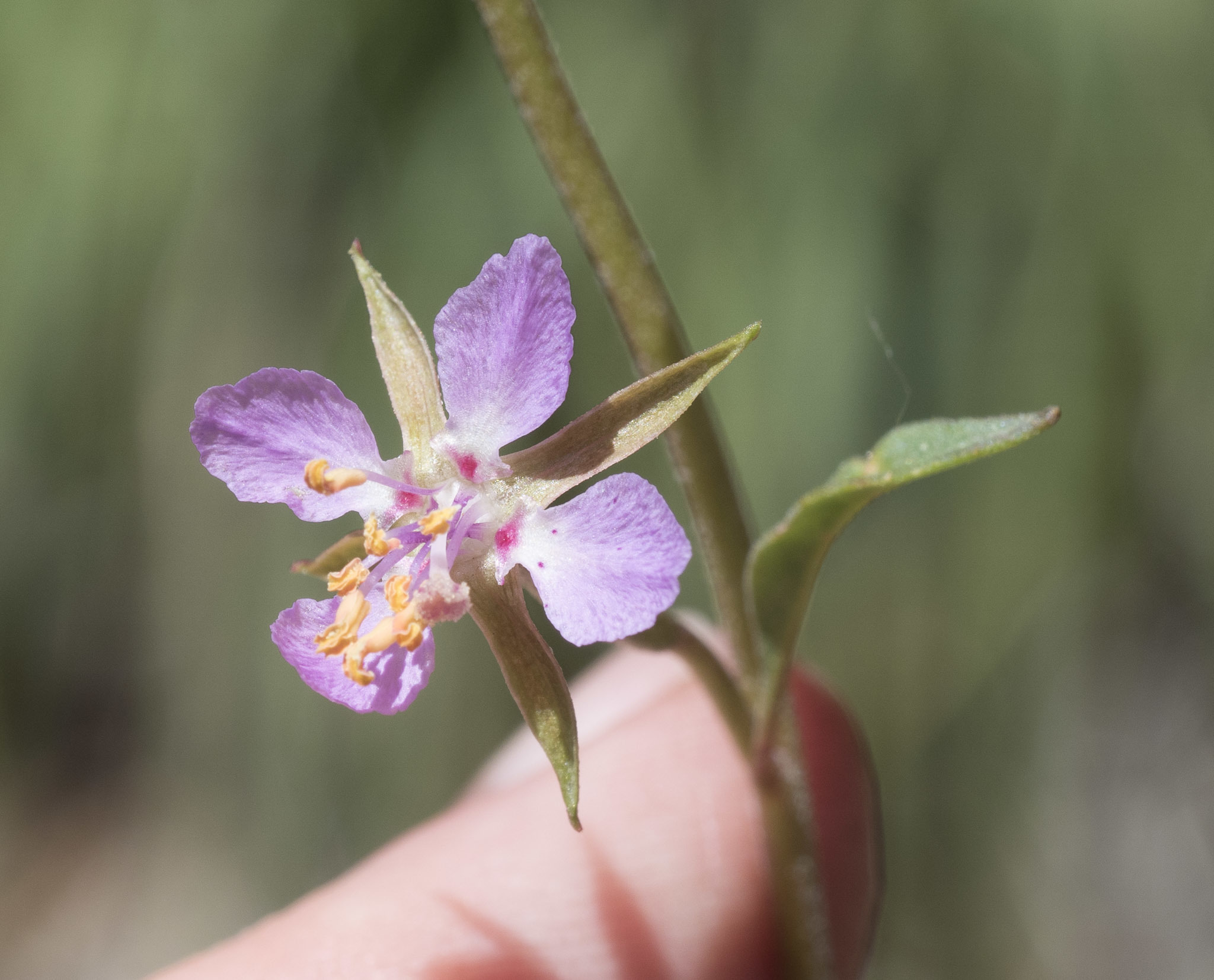 Clarkia stellata